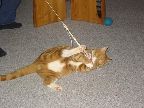 Blanding af racer Garfild *** DØD*** billede 16