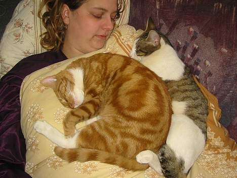 Blanding af racer Garfild *** DØD*** billede 17