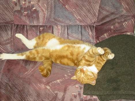 Blanding af racer Garfild *** DØD*** billede 18