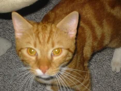 Blanding af racer Garfild *** DØD*** billede 19