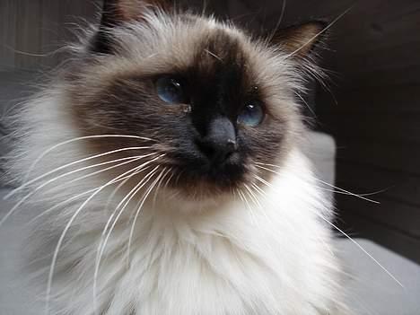 Hellig Birma Madonna (Minni) +R.I.P+  - Mit første Billed billede 1