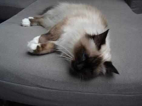 Hellig Birma Madonna (Minni) +R.I.P+  - Se mig lige  billede 2