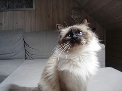 Hellig Birma Madonna (Minni) +R.I.P+  - Vil så gerne have den fjer som er over kameraet billede 3