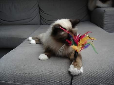 Hellig Birma Madonna (Minni) +R.I.P+  - Så fik jeg den billede 4