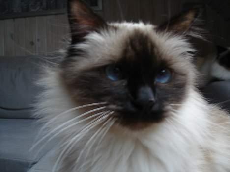 Hellig Birma Madonna (Minni) +R.I.P+  - Er jeg ikke bare sød billede 5