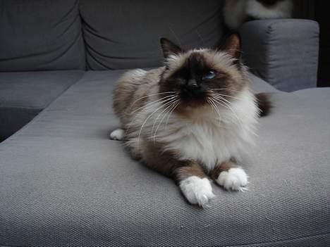 Hellig Birma Madonna (Minni) +R.I.P+  - Det er rat at have sin søster lige i nærheden, kan i se hende? billede 6