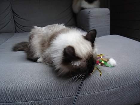 Hellig Birma Madonna (Minni) +R.I.P+  - Den må ikke slippe væk billede 7