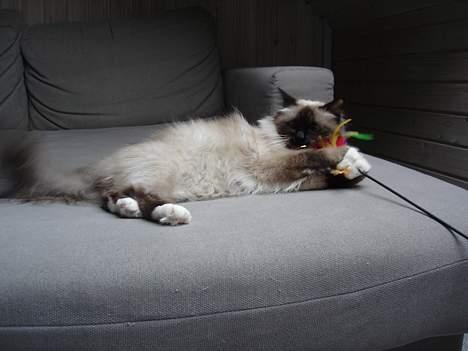 Hellig Birma Madonna (Minni) +R.I.P+  - dejligt at ligge at lege billede 8