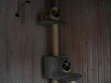 Hellig Birma Madonna (Minni) +R.I.P+  - Hehe nu kan mellissa ikke finde mig. Jeg sidder øverst oppe.. billede 9