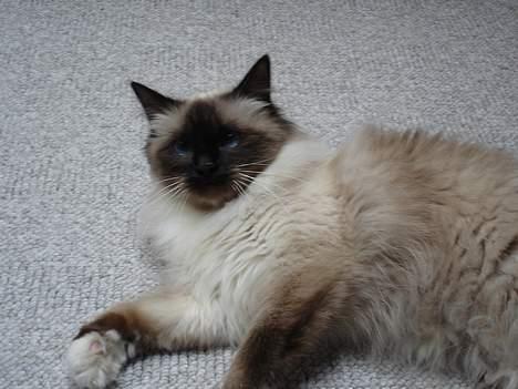 Hellig Birma Madonna (Minni) +R.I.P+  - Er jeg ikke bare dejlig billede 10