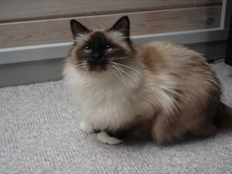 Hellig Birma Madonna (Minni) +R.I.P+  - Er parat til at hoppe billede 11