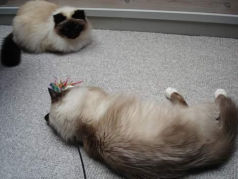 Hellig Birma Madonna (Minni) +R.I.P+  - Nok se men ikke røre, da det er min fjer billede 12