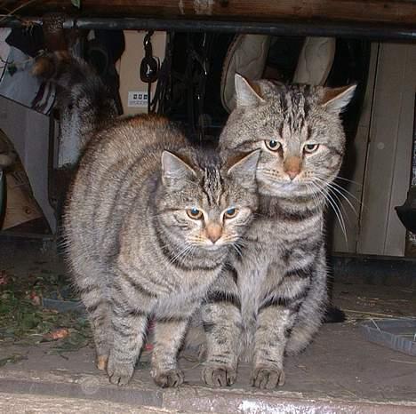 Blanding af racer Fanta.. :D - Er vi ikke søde, mig og bror mand.. :D Ligner vi ikke hinanden i hovedet?  (: billede 15