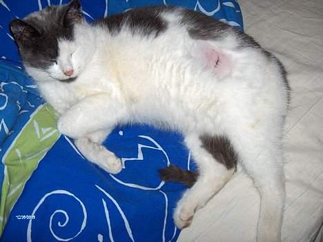 Huskat Plet - Plet er blevet steriliseret.. billede 20