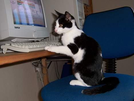 Huskat Oskar - Hvem siger at en klog lille kat, ikke kan spille computer? billede 1