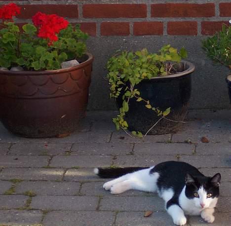 Huskat Oskar - Mit hus, vagthund billede 2