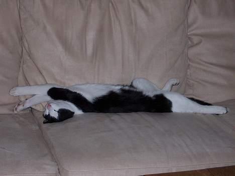 Huskat Oskar - Så mangler vi bare fjernbetjeningen og dåseøllen! billede 3