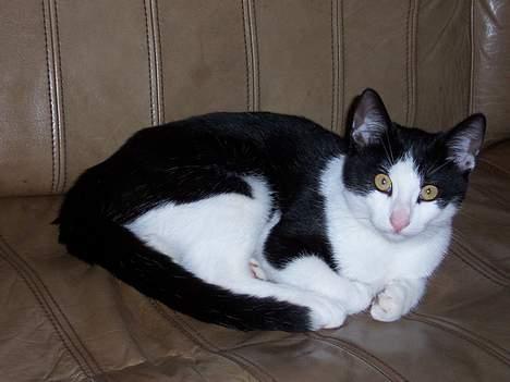 Huskat Oskar - Ikke den der blitz, jeg ¨lå sq da lige og sov!! billede 4