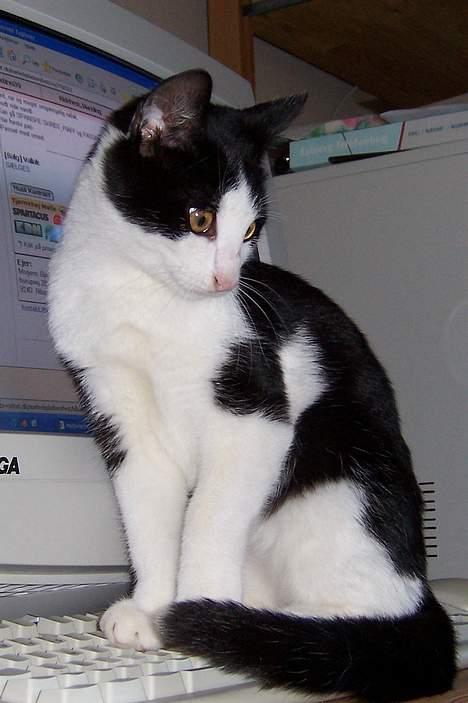 Huskat Oskar - Tra tra la la, jeg gør bestemt ikke noget jeg ikke må, jeg sidder heller ikke på tastaturet :o) billede 5