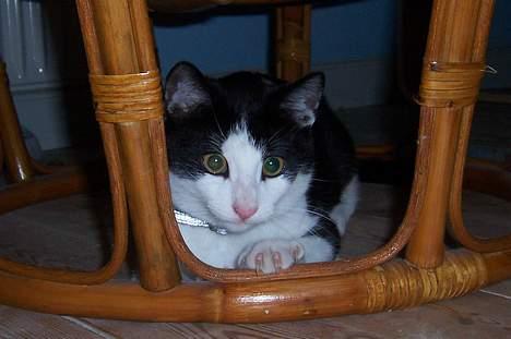 Huskat Oskar - I´m watching you billede 6