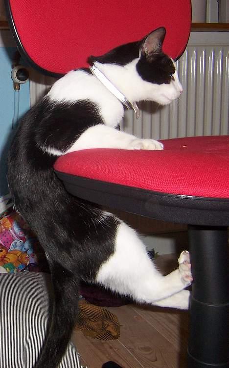 Huskat Oskar - JEG KAN GODT MOAR!! billede 7