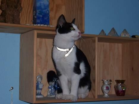 Huskat Oskar - Hvad skal jeg nu finde på af narrestreger??? billede 8