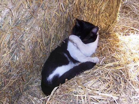 Huskat Oskar - IKKE FLERE BILLEDER, nu må det være nok, jeg er jo ligesom ikke britney spears vel? billede 9