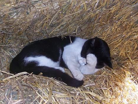 Huskat Oskar - fat det dog billede 10