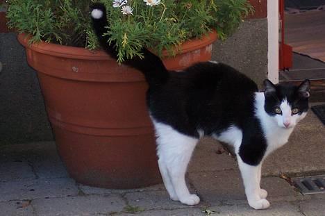 Huskat Oskar - Baby Oskar billede 11