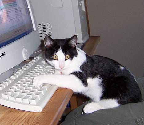 Huskat Oskar - Computerfreaken .. billede 12