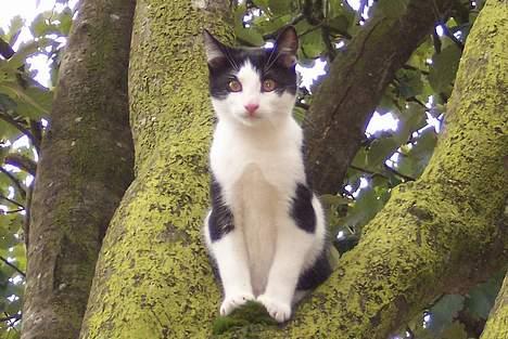 Huskat Oskar - Højt fra træets grønne top, hænger der en misser, se hvor flot den kravler op, den kan ikke komme ned. billede 13