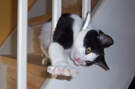 Huskat Oskar - JEG HAR DIIIG! billede 14