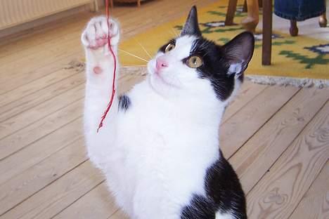 Huskat Oskar - som om den snor er hurtigere end mig? billede 15