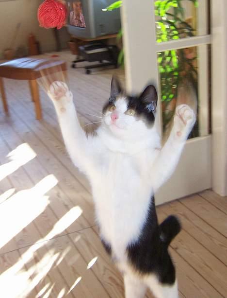 Huskat Oskar - RAAUTCH, jeg har diiiig.. billede 16