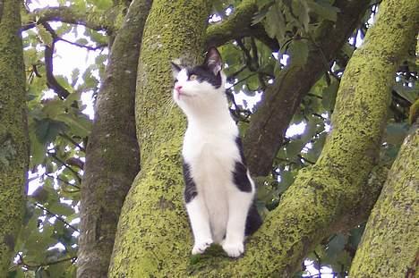 Huskat Oskar - Hvad nu?, hjæælp, hvordan kommerj eg ned? billede 17