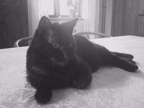 Huskat Strejfer - Stejfer, du er for lækker, lækker lækker lækker.. billede 4