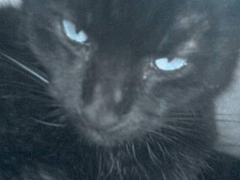 Huskat Strejfer - USH mig med blå øjne :D billede 5