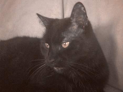 Huskat Strejfer - <3 billede 6