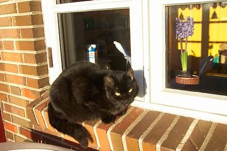 Huskat Strejfer - Ahh solen er dejlig varm :D billede 7