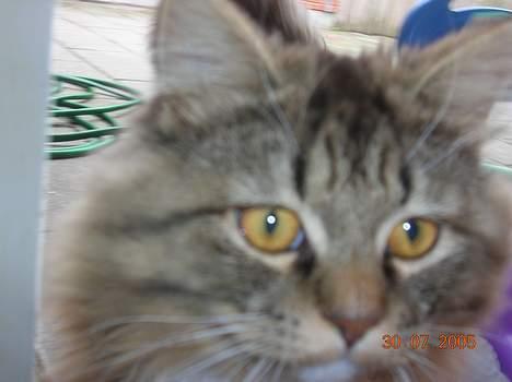 Blanding af racer GISMO billede 9