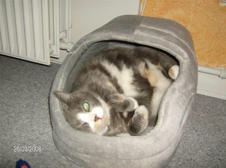 Blanding af racer Rhea - Ku´ kassen ikke fåes størrer!?  x´D billede 17