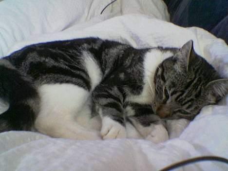 Blanding af racer Freja billede 1