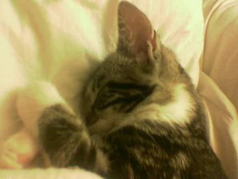 Blanding af racer Freja billede 2