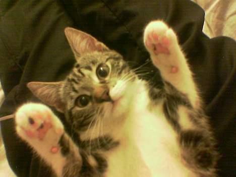 Blanding af racer Freja billede 3