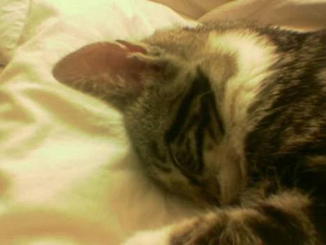 Blanding af racer Freja billede 4