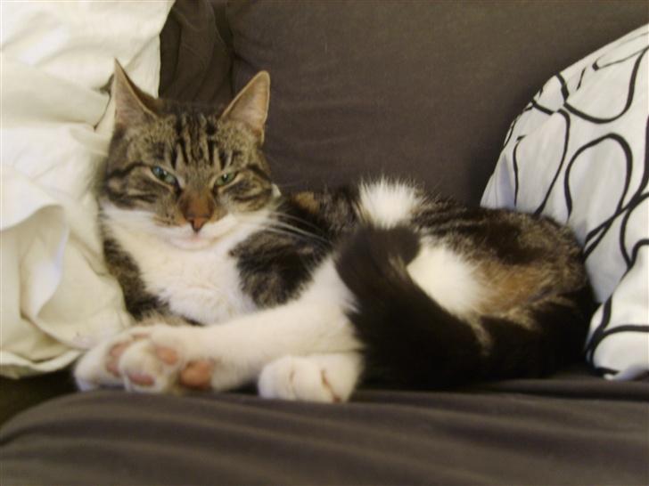 Blanding af racer Freja billede 5