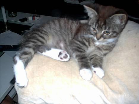 Blanding af racer Hr. Jensen - Den skulle lige se hvad der skete billede 1