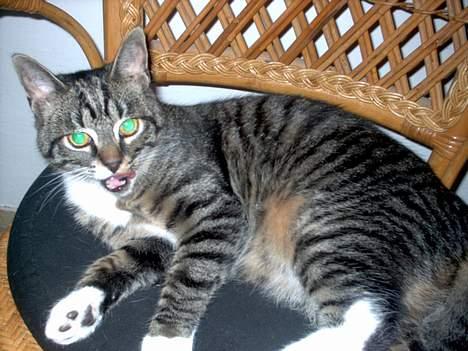 Blanding af racer Hr. Jensen - Gabbb... Hvorfor vækkede du mig ?? billede 2