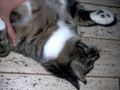 Blanding af racer Hr. Jensen - OKAYYYYY. jeg overgir mig. billede 3