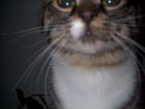 Blanding af racer Hr. Jensen - Hov, hvad er et kamara ??? :) billede 4